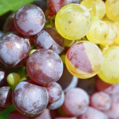 Roter Riesling Mutation ANT 6012